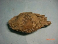藏品(螃蟹(紅星梭子蟹))的圖片